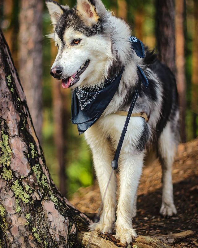 nasyadutova в LOOKY. #mydog,#my_dog,#krasnoyarsk,#huskylife,#beatiful,#huskylove,#хаски,#husky,#haski,#хась,#haskylove,#photooftheday,#white,#husk,#собака,#russia,#travel,#россия,#siberianhusky,#nature,#dogs,#photo,#puppy,#природа,#photooftheday,#beautiful,#отдых,#instagram. Моя вредина ❤❤❤
.
.
...