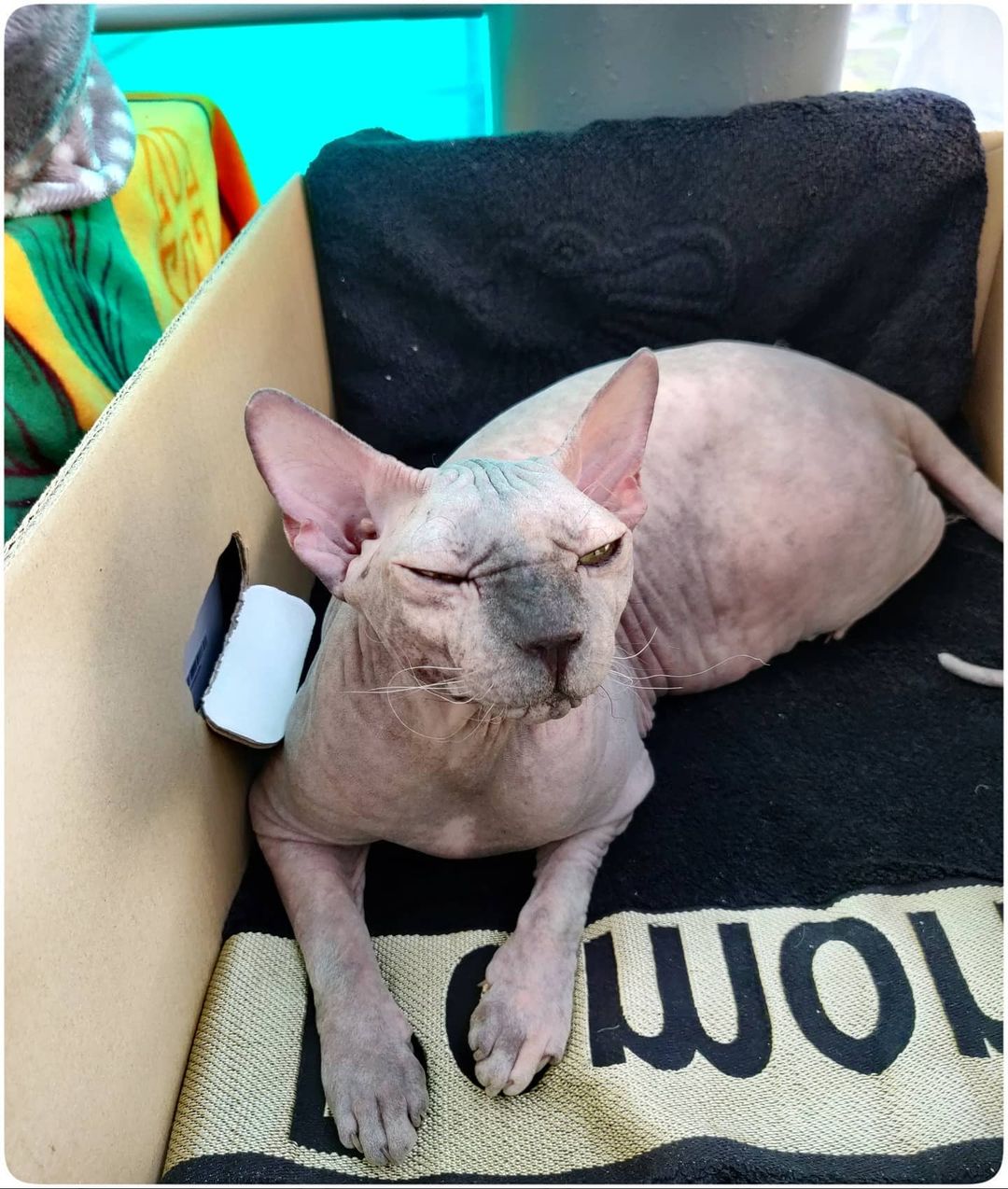 eva_sphynx_cat в LOOKY — фото 2