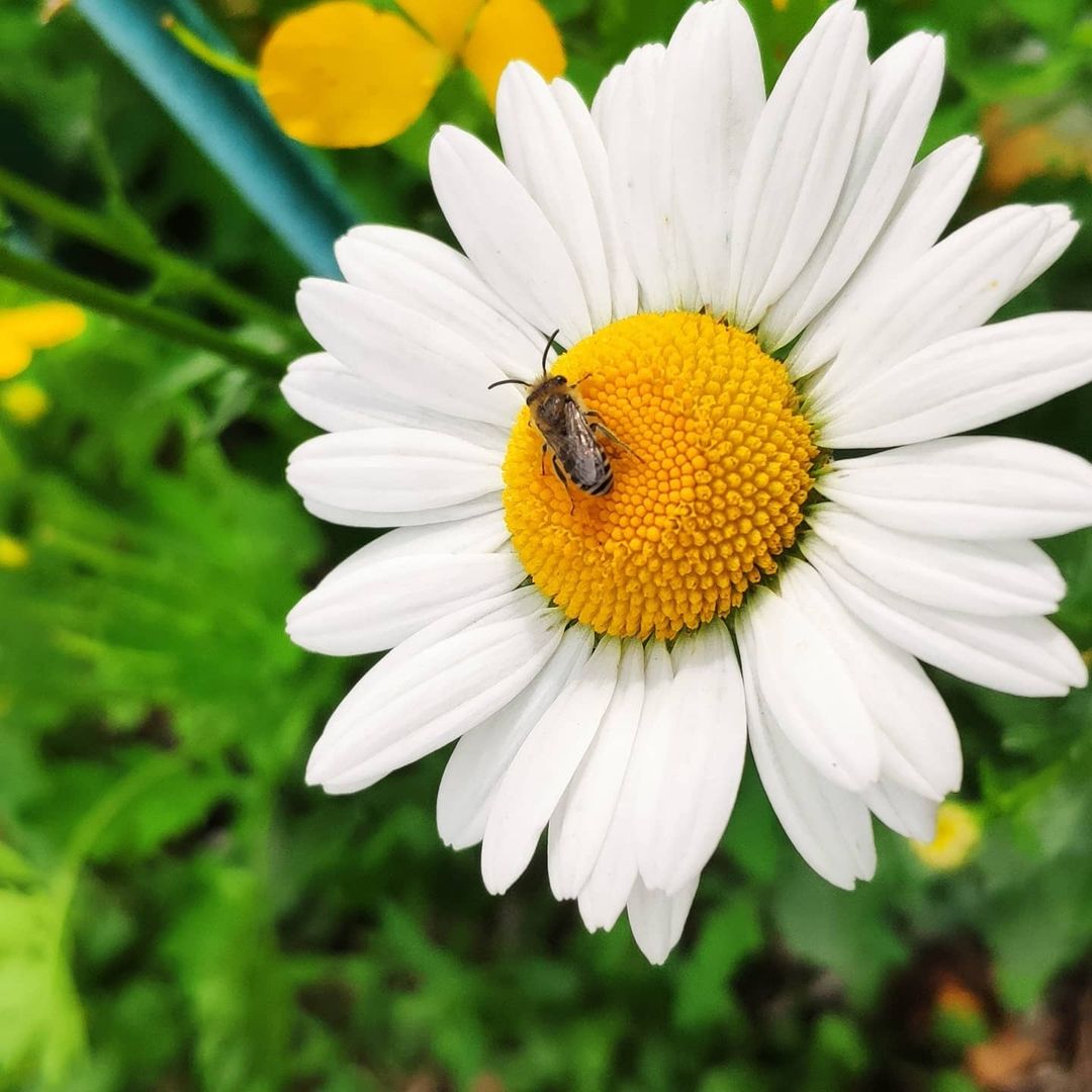 ivan.photo_nvkz в LOOKY — #mix3 #xiaomi #bee