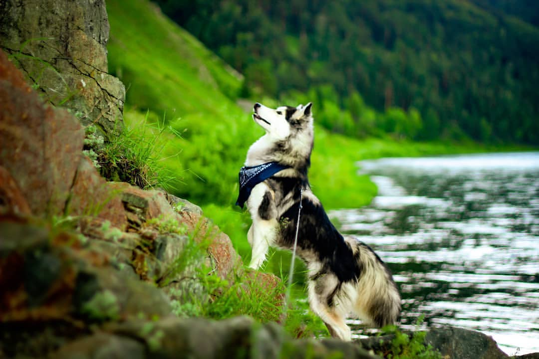 nasyadutova in LOOKY. #mydog,#my_dog,#krasnoyarsk,#huskylife,#beatiful,#huskylove,#хаски,#husky,#haski,#хась,#haskylove,#photooftheday,#white,#husk,#собака,#russia,#travel,#россия,#siberianhusky,#nature,#dogs,#photo,#puppy,#природа,#photooftheday,#beautiful,#отдых,#instagram. Нам очень понравилос...