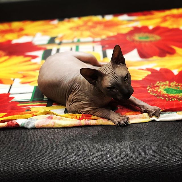 john_kostyanov в LOOKY. #котики,#сфинкс,#домалучше,#####. Просто кот
#котики #...