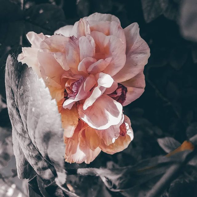 p_.jull в LOOKY. #summer,#flower,#flowering,#belgorod31,#Russia,#eyeglasses,#лето,#цветы,#фото,#Белгород,#Россия,#photography,#photo,#honor. summer through my ey...