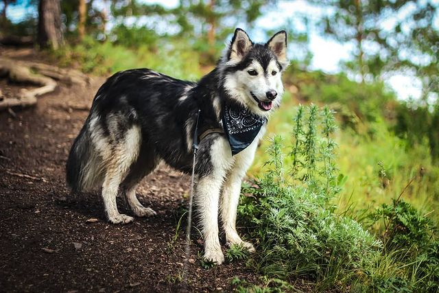 nasyadutova в LOOKY. #mydog,#my_dog,#krasnoyarsk,#huskylife,#beatiful,#huskylove,#хаски,#husky,#haski,#хась,#haskylove,#photooftheday,#white,#husk,#собака,#russia,#travel,#россия,#siberianhusky,#nature,#dogs,#photo,#puppy,#природа,#photooftheday,#beautiful,#отдых,#instagram. .
.
.
.
.
#dog #mydo...