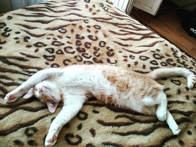 romanych64 в LOOKY. . Коржик отдыхает)))