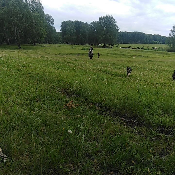 sviatkniaz в LOOKY. . Лошадь