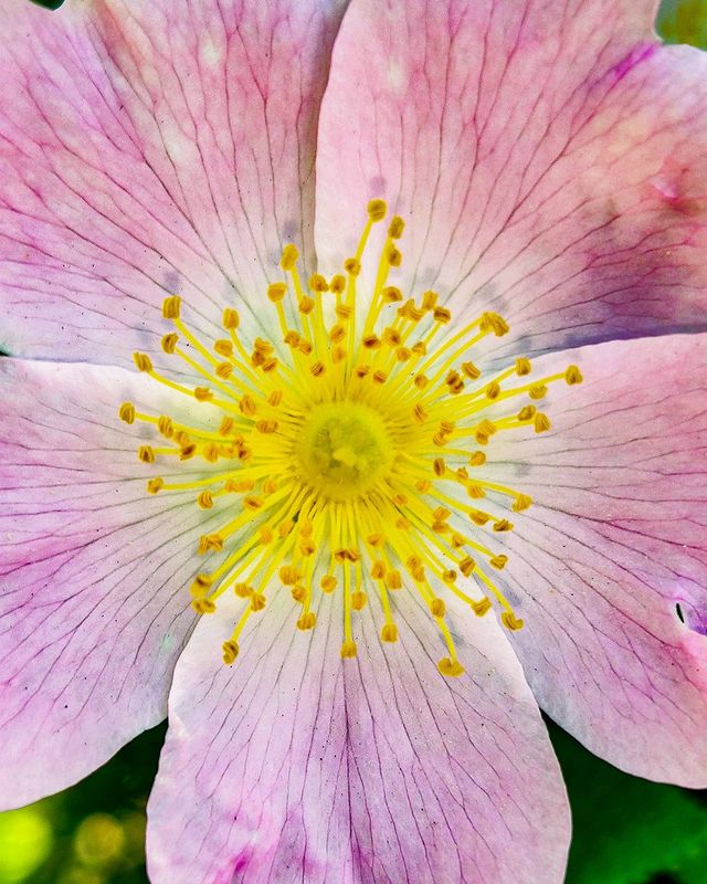 magila34 в LOOKY. #mood,#nature,#summerresidence,#xiaomi,#xiaomimi9,#xiaomicamera,#flower,#macro,#macrophoto,#closeupphoto. #mood #nature #summe...