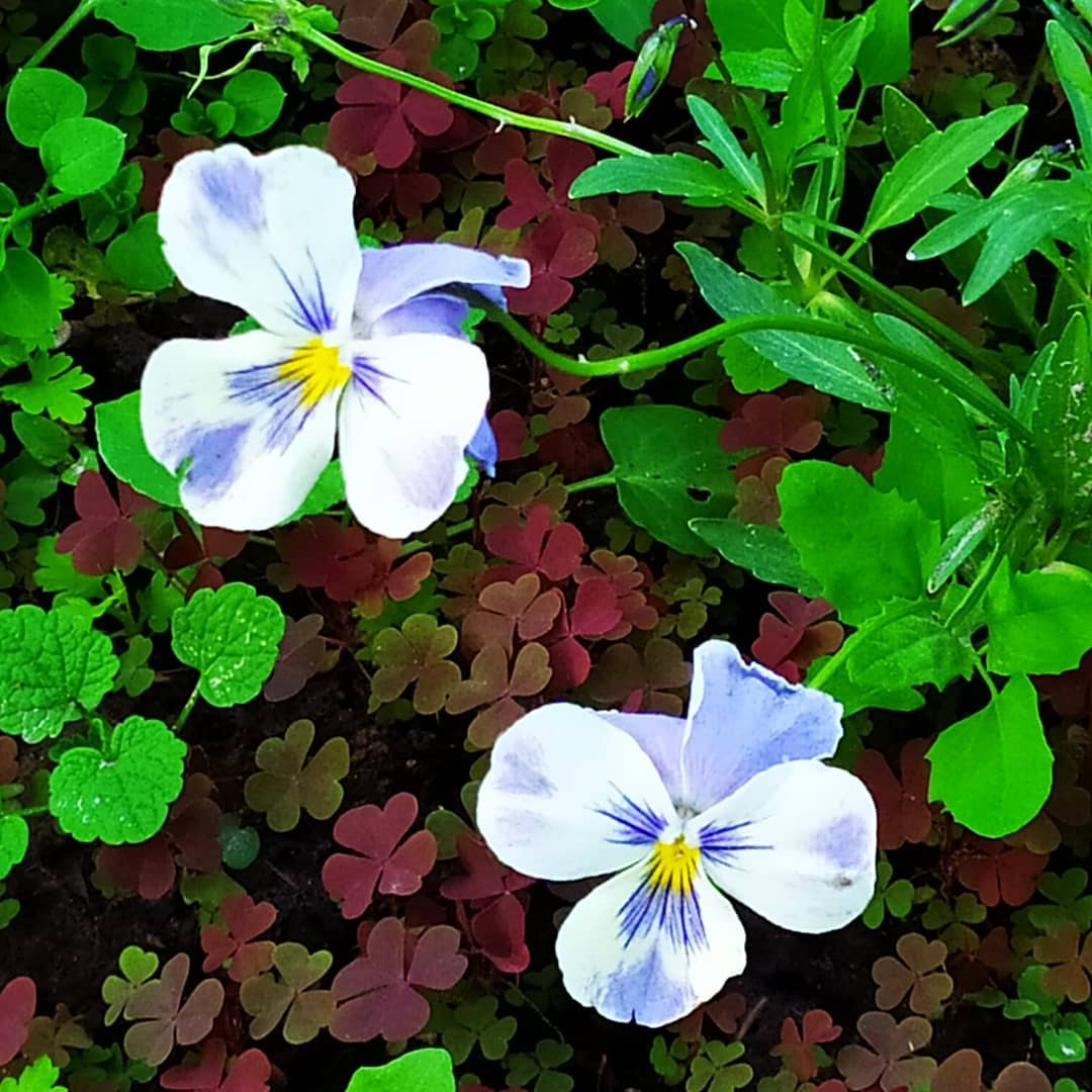 sukhovvladimir2 в LOOKY. #flowers. #flowers