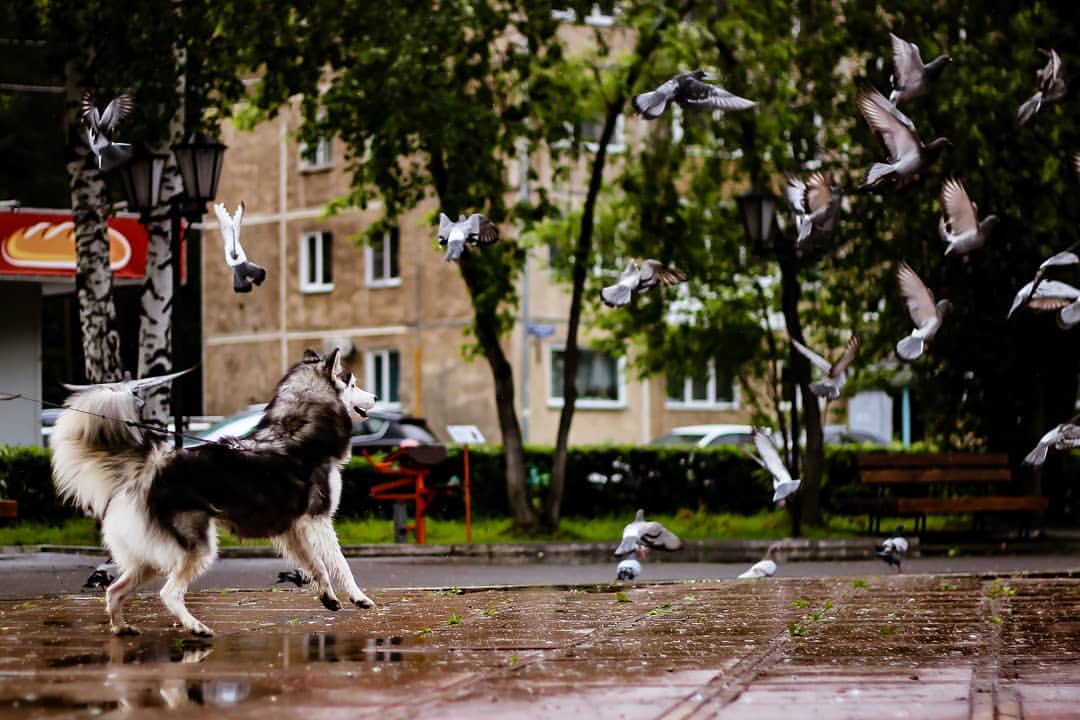 nasyadutova in LOOKY. #mydog,#my_dog,#krasnoyarsk,#huskylife,#beatiful,#huskylove,#хаски,#husky,#haski,#хась,#haskylove,#photooftheday,#white,#husk,#собака,#russia,#travel,#россия,#siberianhusky,#nature,#dogs,#photo,#puppy,#природа,#photooftheday,#beautiful,#отдых,#instagram. Когда твоя собака Юр...