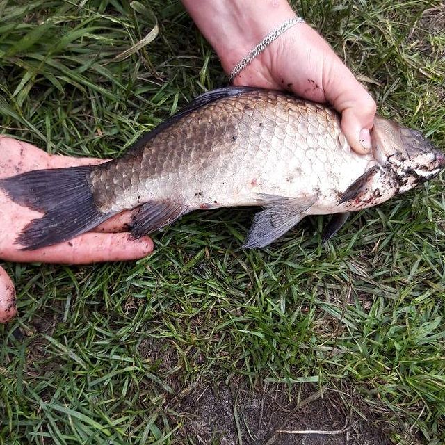 Виталий Дарчик в LOOKY. #рыбалка,#рыба,#карась,#fishing,#crucian,#holiday,#отдых,#нарыбалке,#выходной. Вялый подплыл #рыбал...