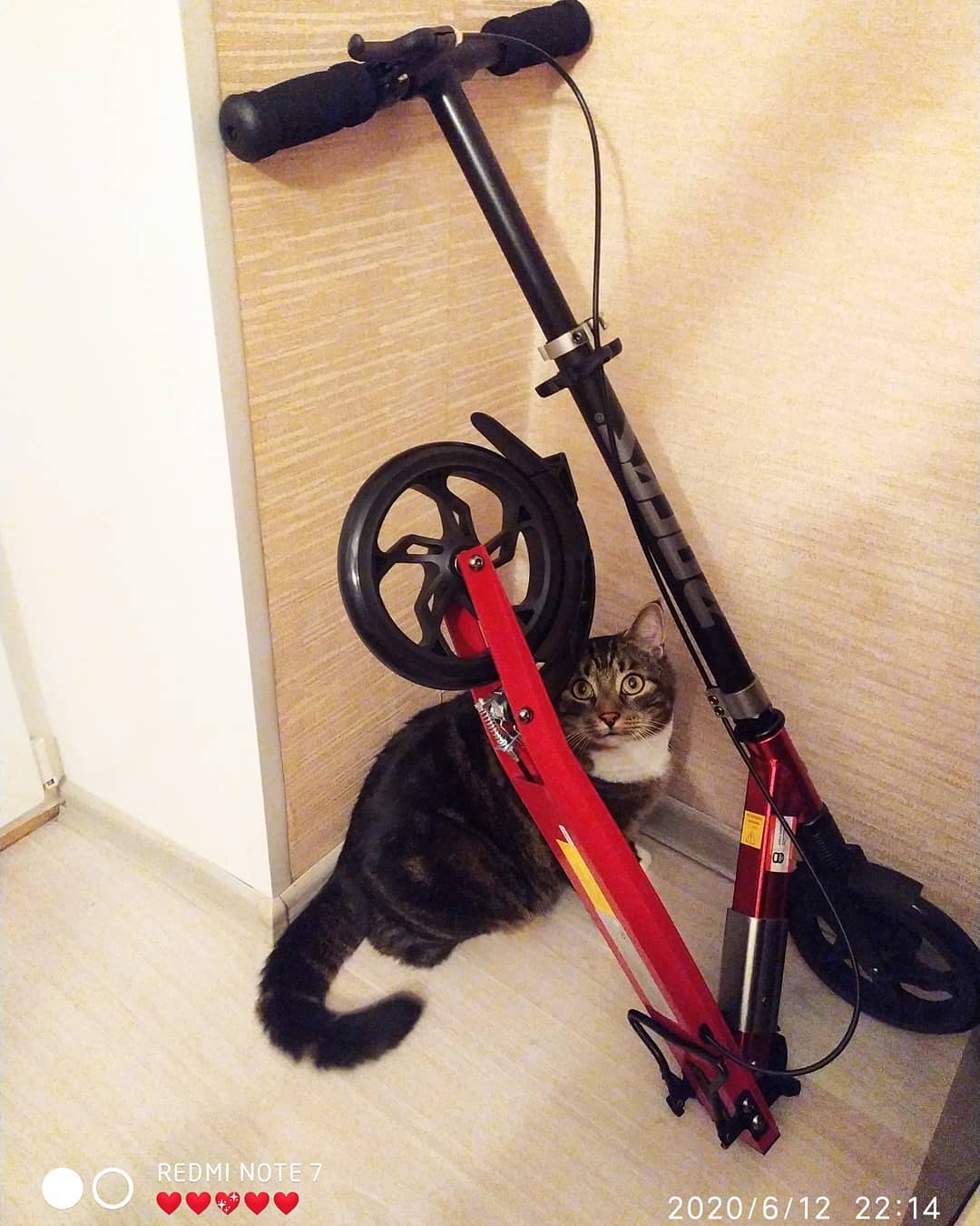 23nastya1996 в LOOKY. . Мой котик 🐈 Васька ...