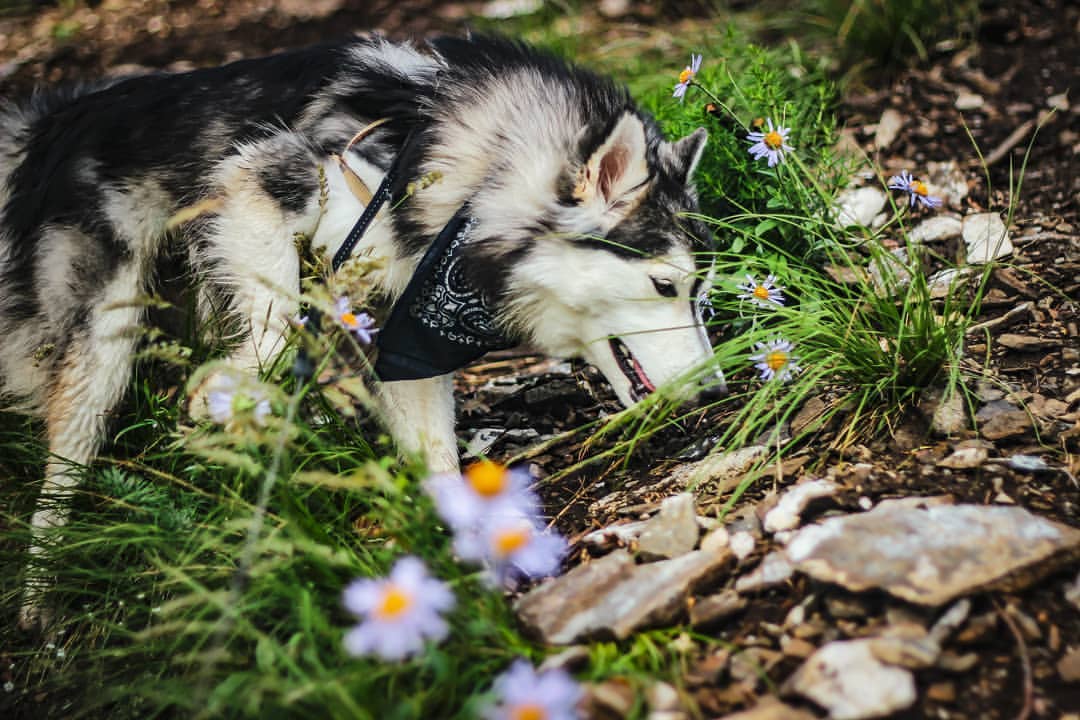 nasyadutova in LOOKY. #mydog,#my_dog,#krasnoyarsk,#huskylife,#beatiful,#huskylove,#хаски,#husky,#haski,#хась,#haskylove,#photooftheday,#white,#husk,#собака,#russia,#travel,#россия,#siberianhusky,#nature,#dogs,#photo,#puppy,#природа,#photooftheday,#beautiful,#отдых,#instagram. .
.
.
.
#dog #mydog ...