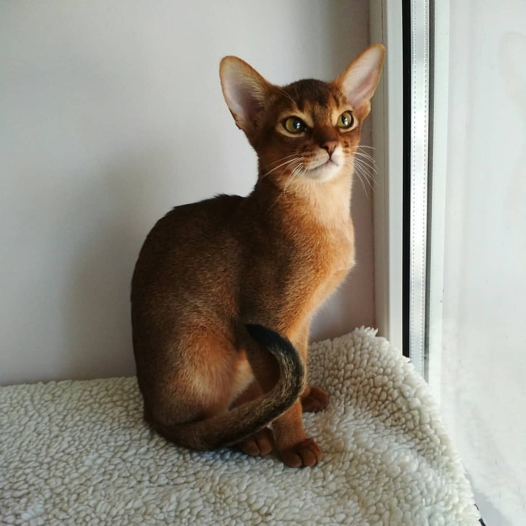 abyssinian_wildaby в LOOKY — фото 3