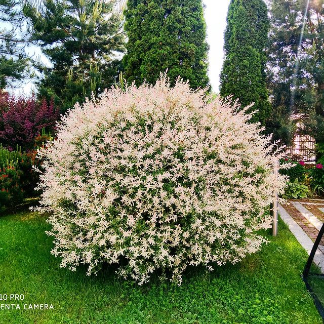andreygorbachev в LOOKY. . null
