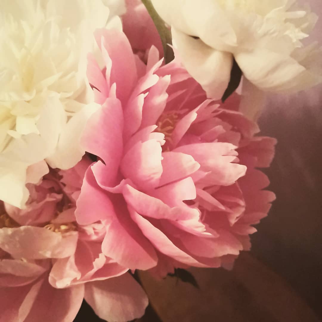 mura_dyan в LOOKY. . Букет пионов и 12 ле...