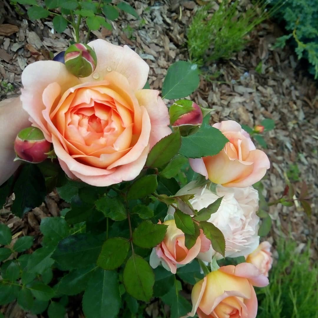 yuliya_badigina в LOOKY — фото 2
