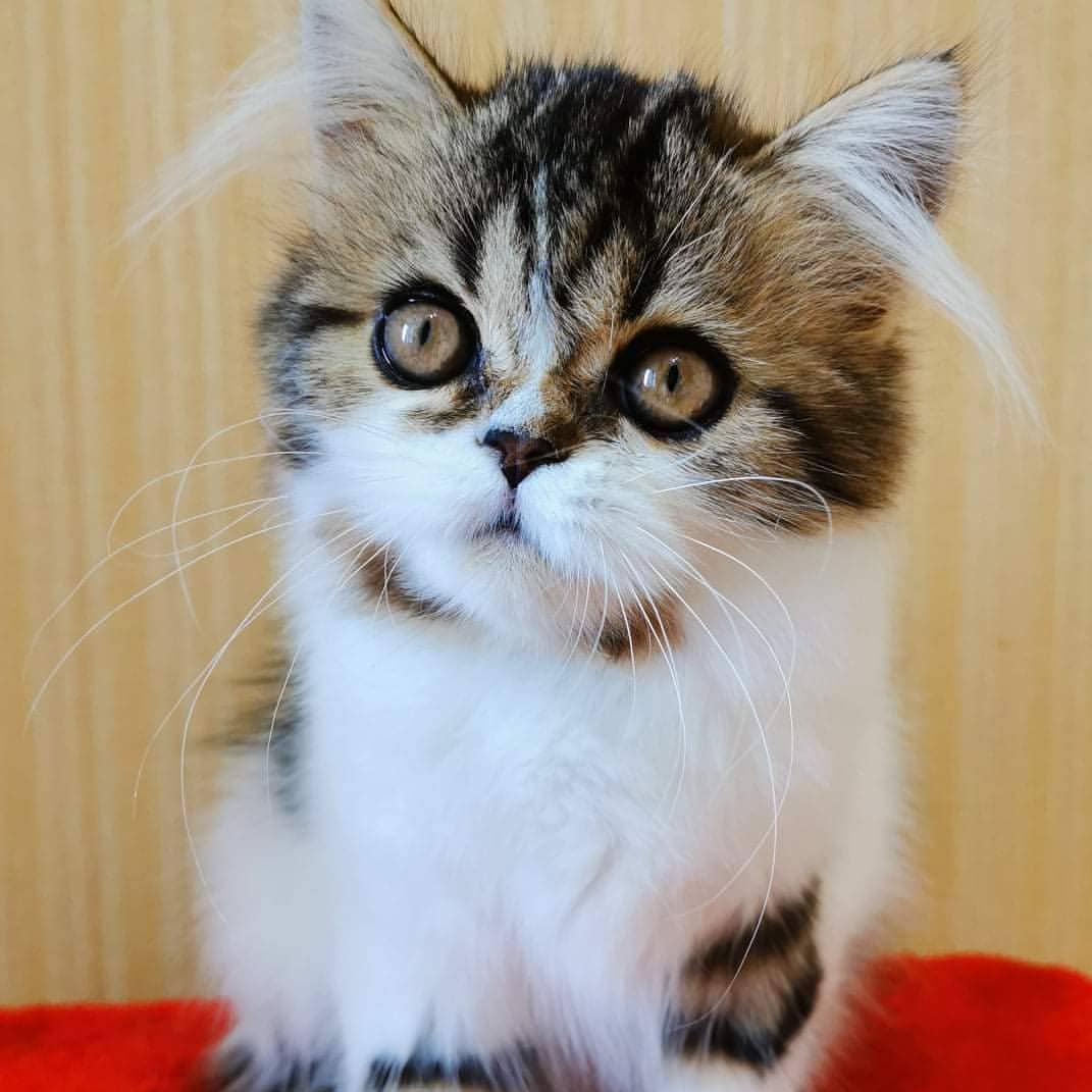 kittens_scottishfold_longhair в LOOKY — фото 2