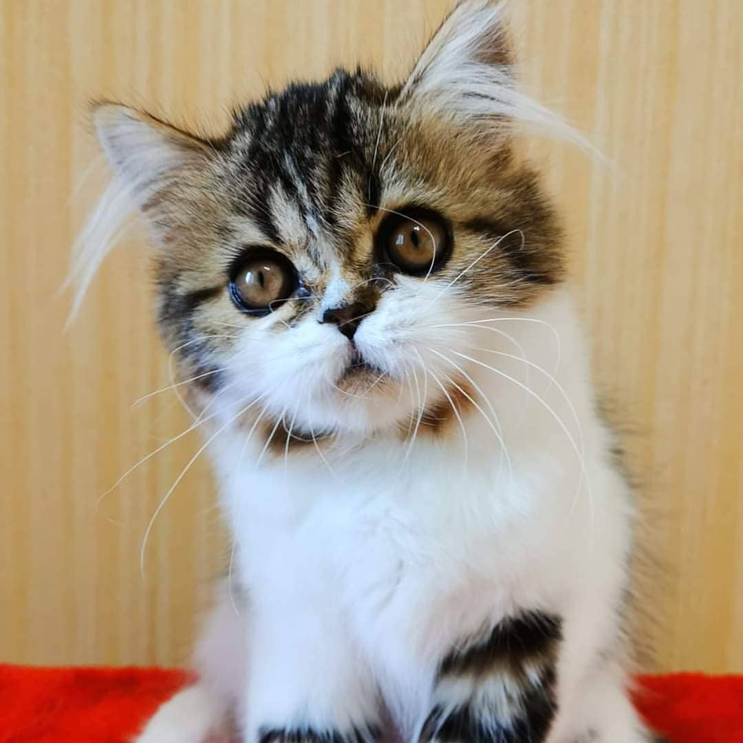 kittens_scottishfold_longhair в LOOKY — фото 3