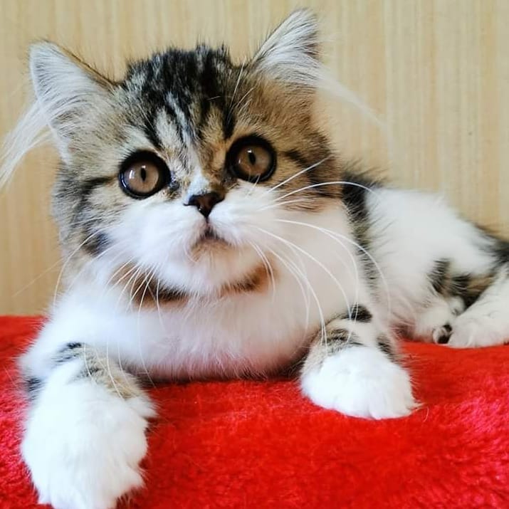 kittens_scottishfold_longhair в LOOKY — фото 4