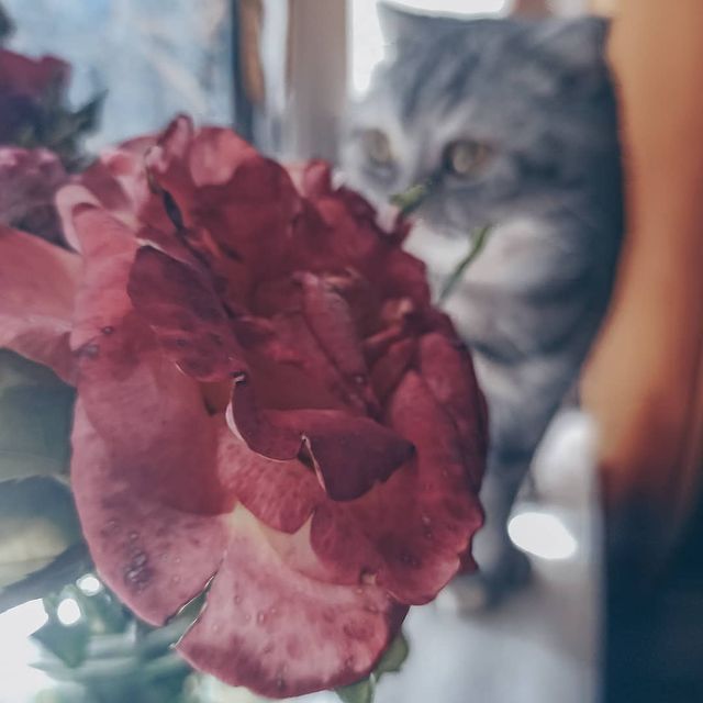 p_.jull в LOOKY. #canon,#flowers,#cat,#love,#sunshine,#Saturday,#Russia,#kitty,#girls,#happy. Все девочки любят цв...