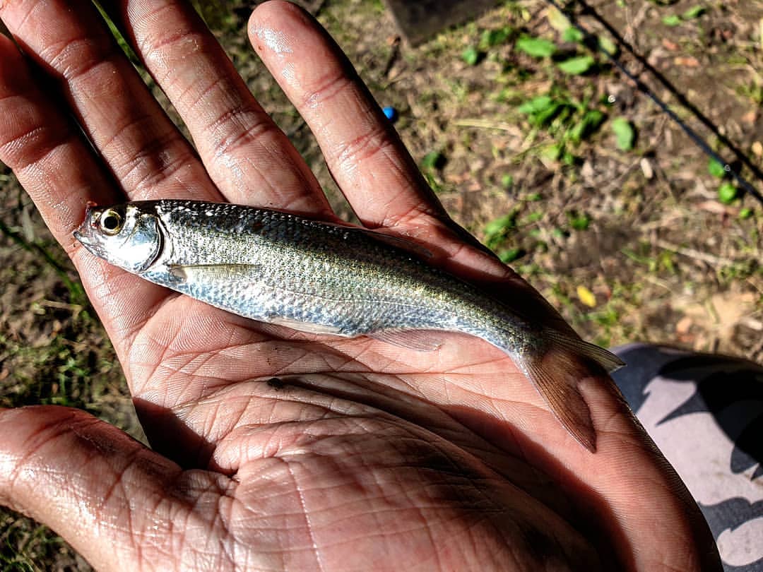 _k4k_angler в LOOKY — фото 5