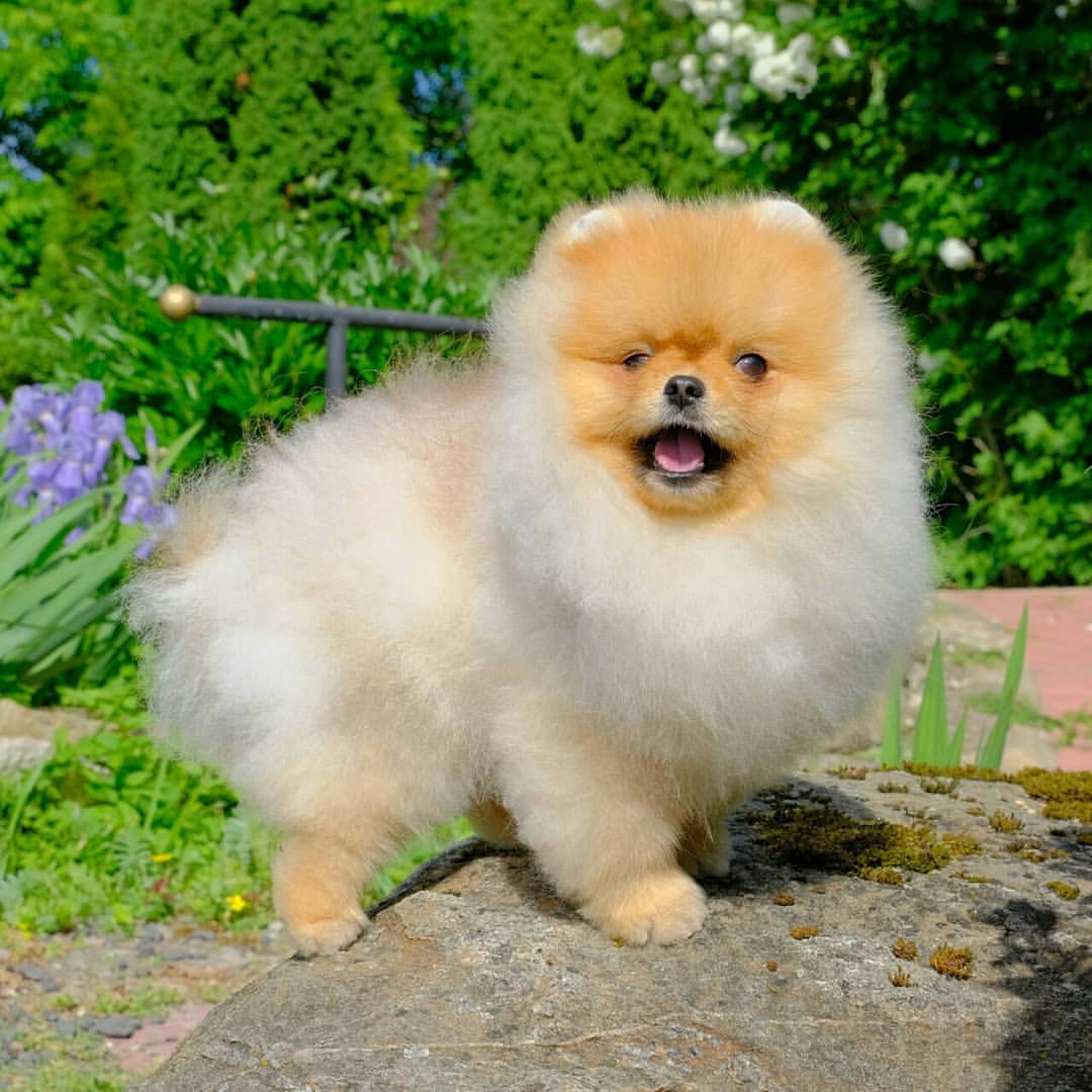 magicpompon в LOOKY — фото 3