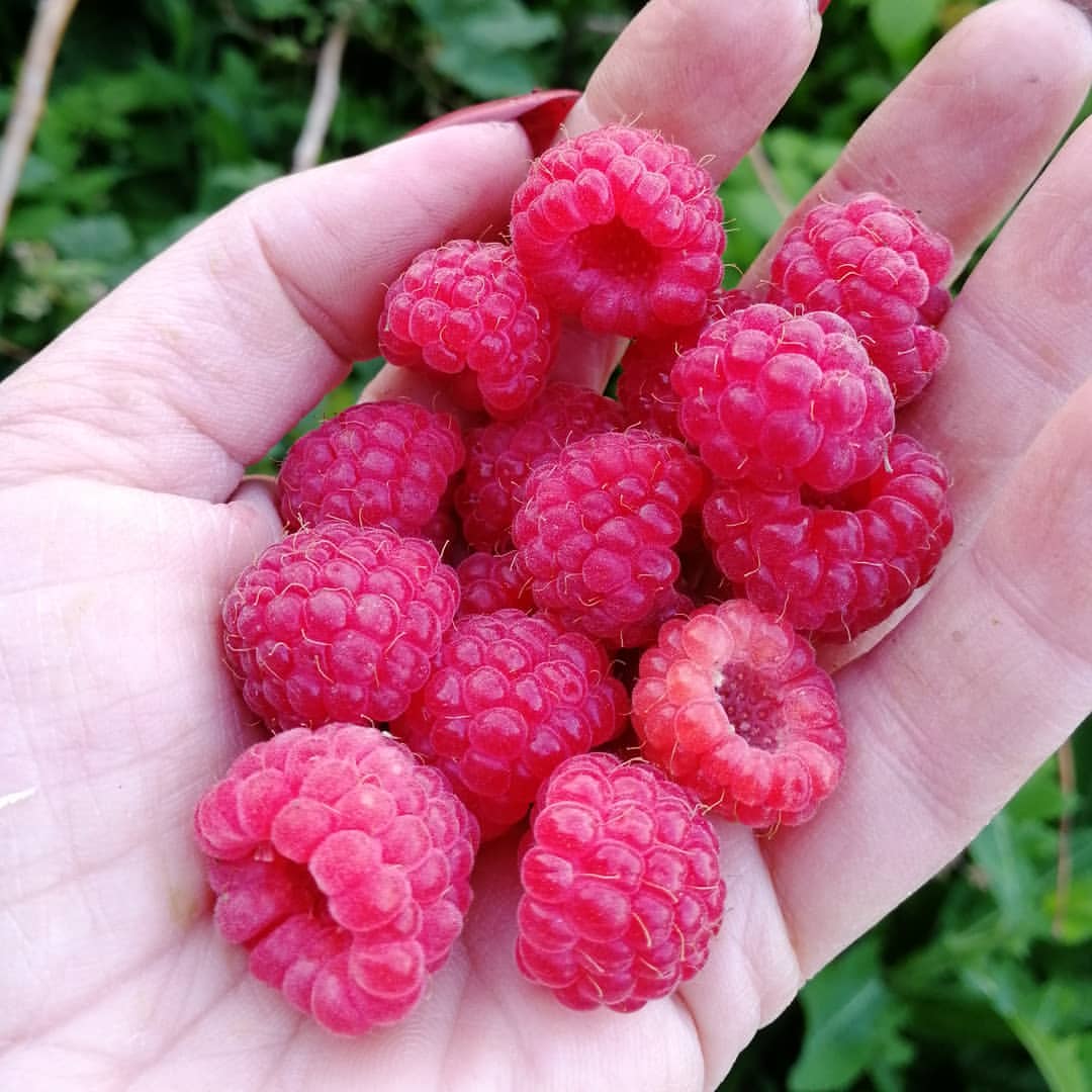 anzhelamirs_tomsk в LOOKY — Угощайтесь! 😍 #лето2020 #сибирь #малина #вкусно #сладкая