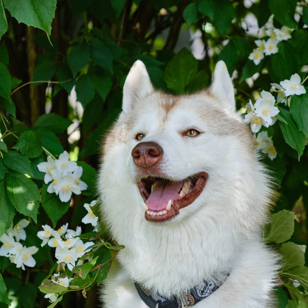 husky_easy в LOOKY — фото 2