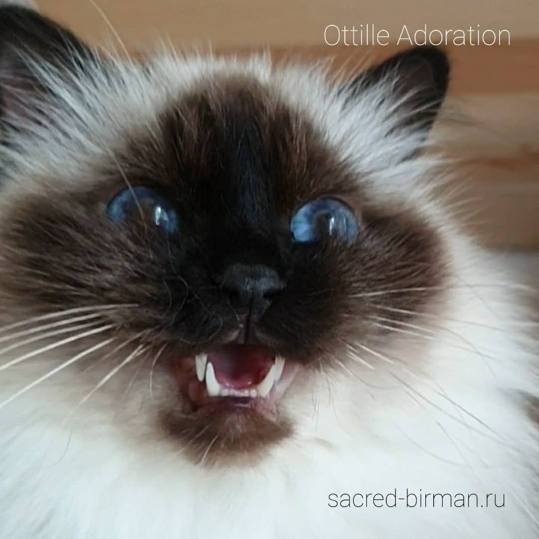 sacredbirman в LOOKY — фото 2