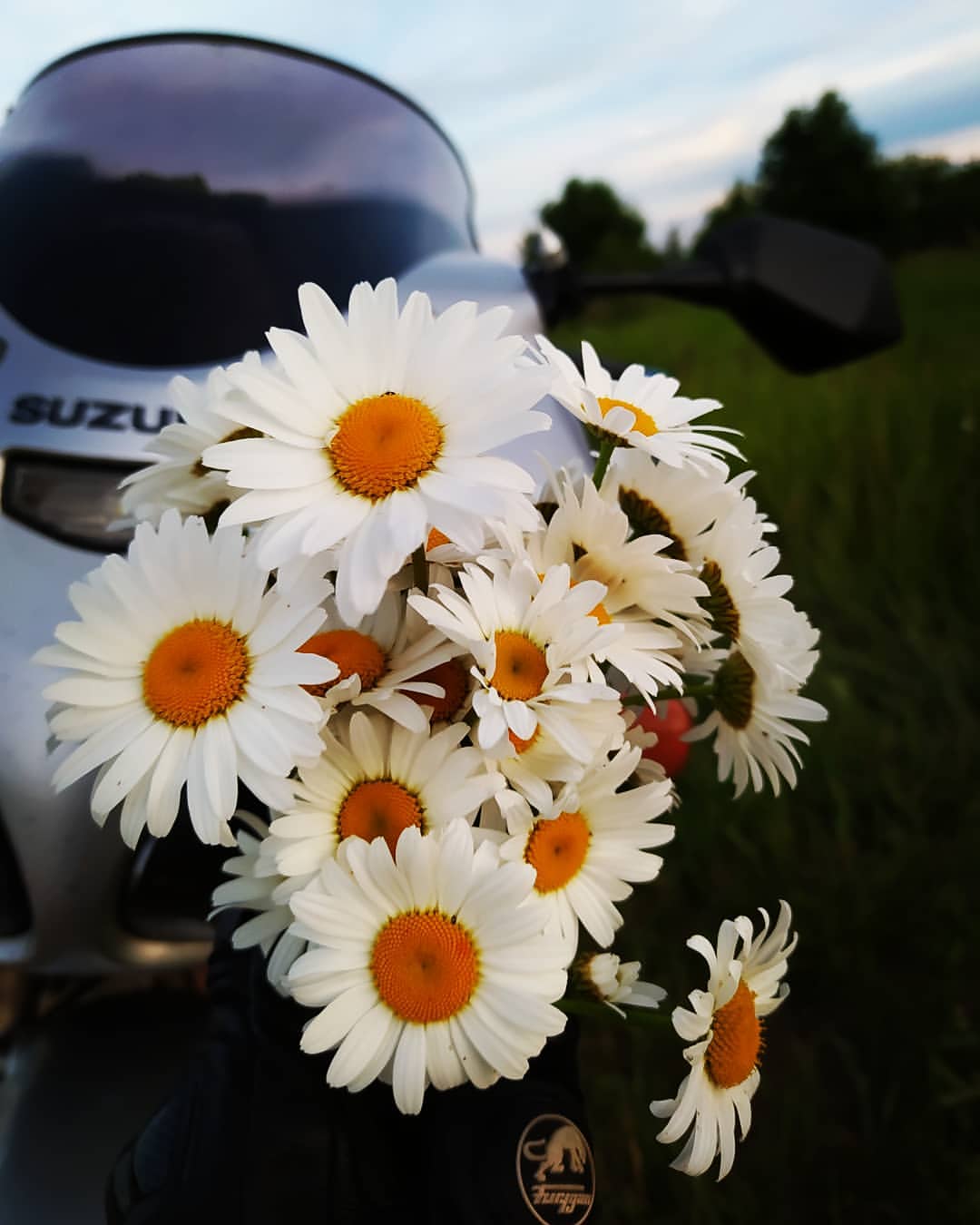 #ромашки