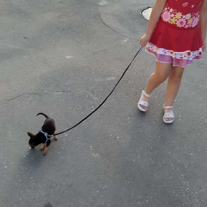 katrinka_katushka в LOOKY. #саратовпрогулка,#саратов#чихуахуа#прогулка. Вчера погуляли немно...