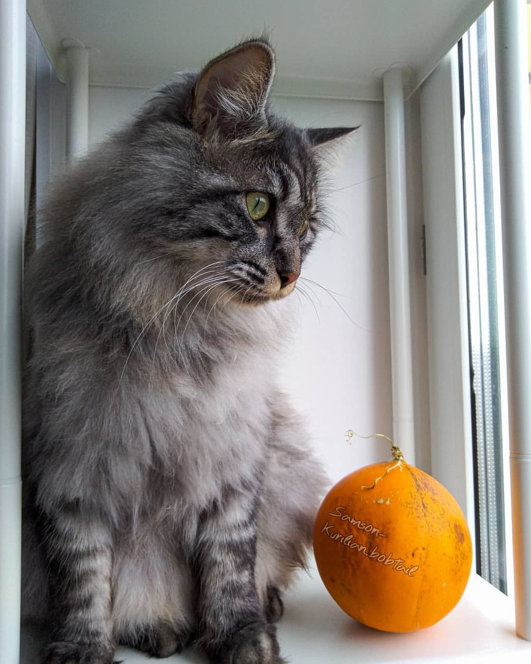 samson_and_barrymore.bobtails в LOOKY — фото 7
