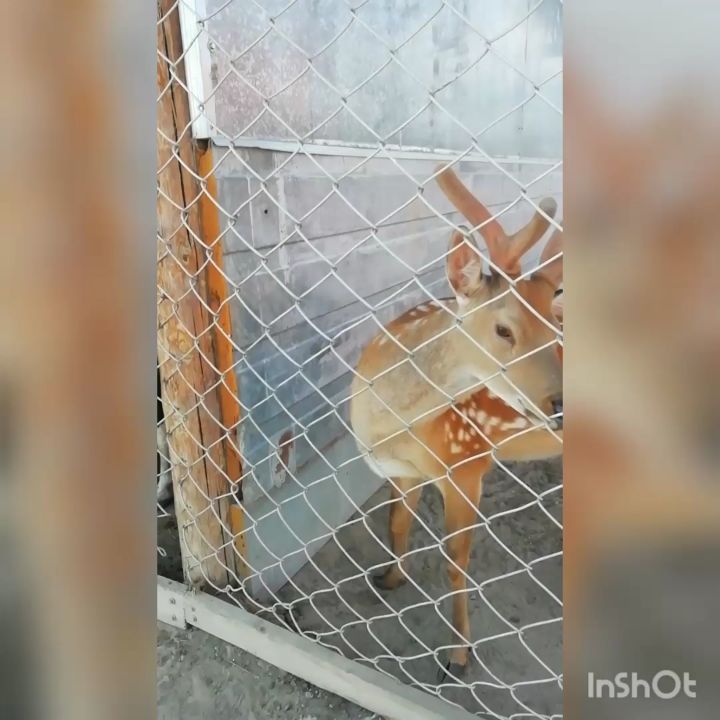 natalia_shipovskai в LOOKY. . Красотка🦌