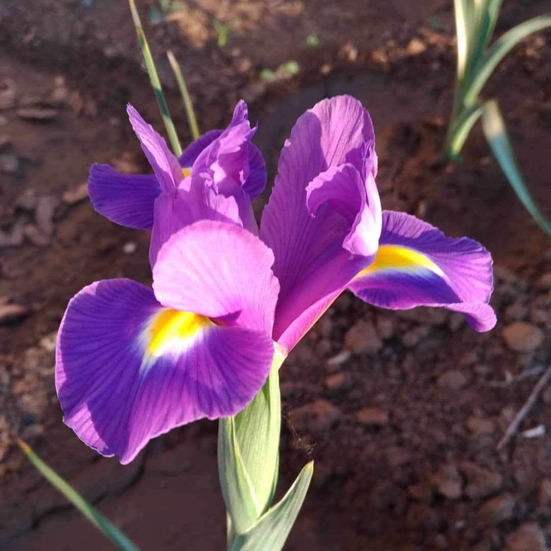 borzova_elena в LOOKY. #цветы,#лето,#,#flowers. #цветы #лето # красо...
