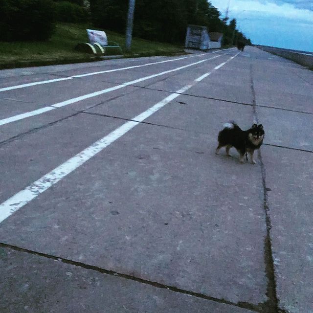 artiomkottsov в LOOKY. . null