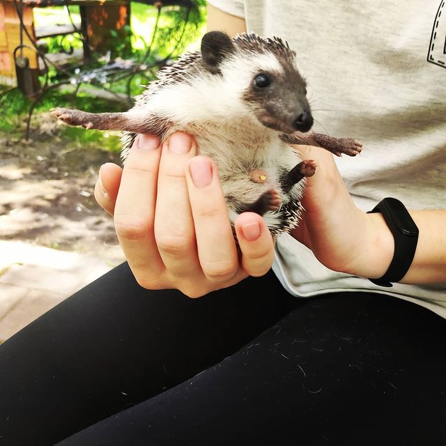 animus_vet в LOOKY. #ёжики,#ёжик,#милыйзверь,#колючка,#мечта. Лети к своей мечте !...