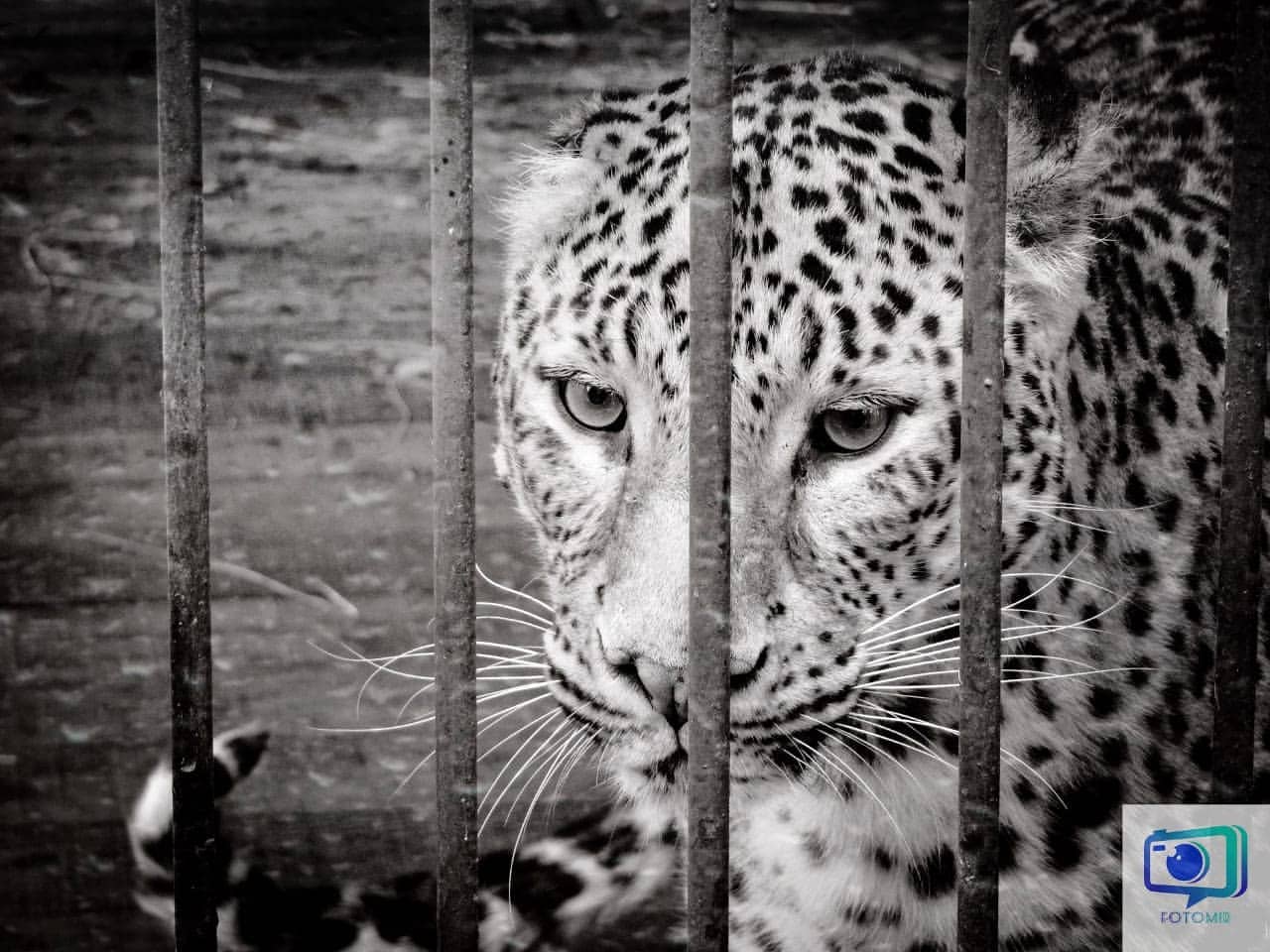 fotomirlike в LOOKY. #тюрьма,#взаперти,#котята,#кошка,#леопард,#природароссии,#зоопарк,#чернобелоефото,#vdk,#vladivostok,#красиво,#животные. #тюрьма #взаперти #к...
