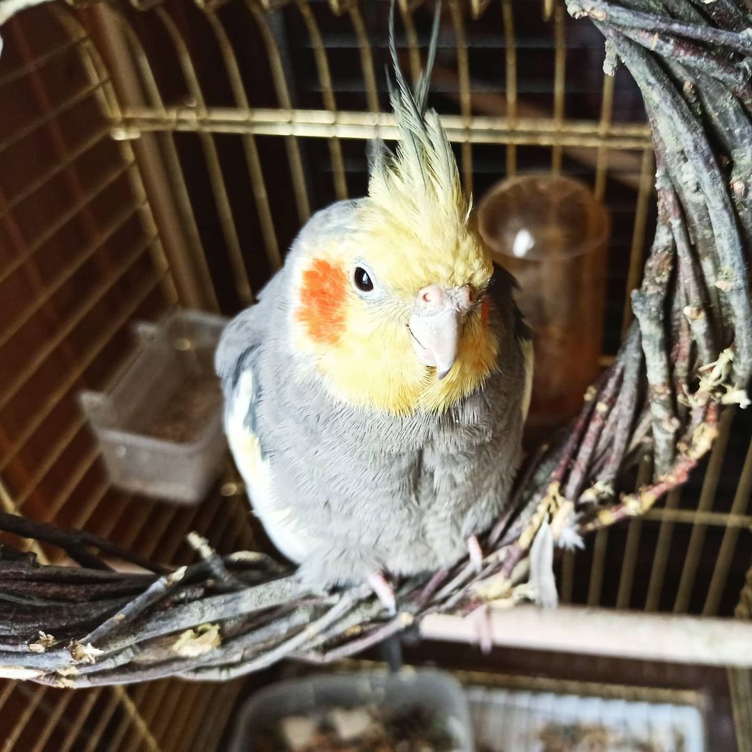 lifechickspb в LOOKY — Повесили Коре с Арчи качельку, минут 5 Арчи ее изучал, потом