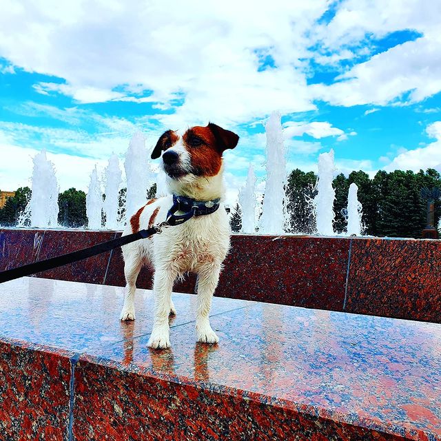nadya141985 в LOOKY. #прогулка#поклоннаягора#собаки#джекрасселтерьер#прогулкапомоскве#паркпобеды#собака#собакадругчеловека#джекрасселтерьер. #прогулка#поклоннаяг...