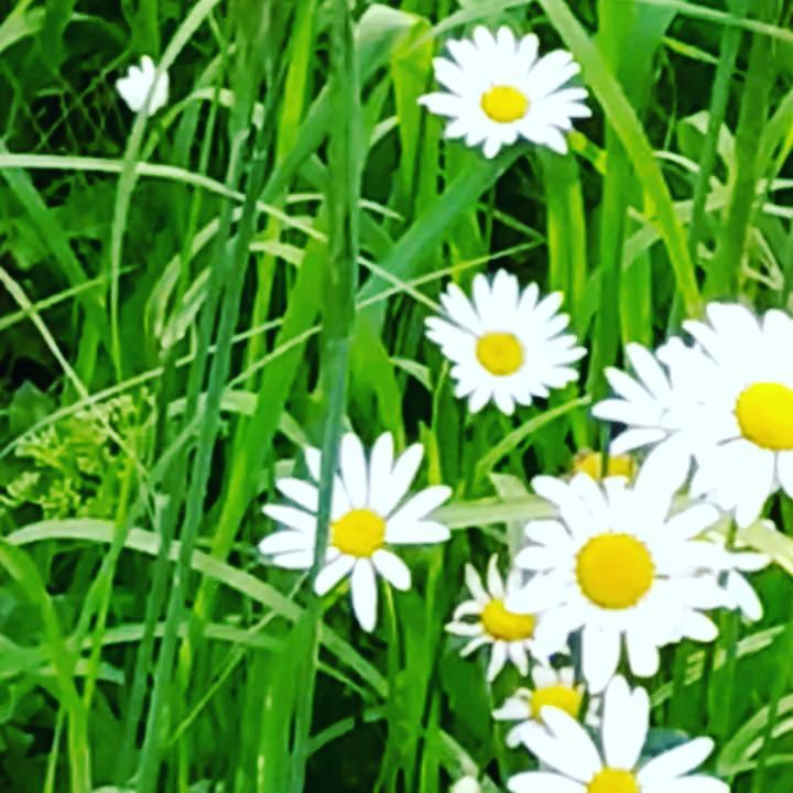 sukhovvladimir2 в LOOKY. #flowers. #flowers