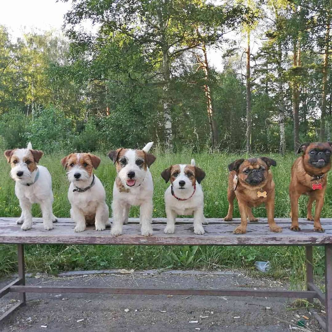 allegro_diavoletto_kennel в LOOKY — фото 2