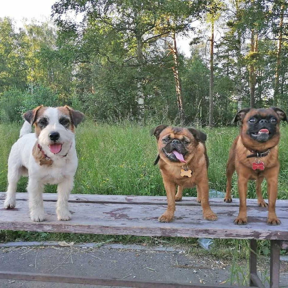 allegro_diavoletto_kennel в LOOKY — фото 6