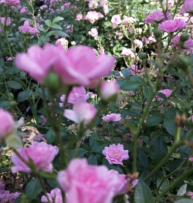 beresneva_margarita в LOOKY. #розы🌹#многороз,#нетфильтров,#кустовыерозы,#июль2020,#красиво🌹. Просто очень красиво...