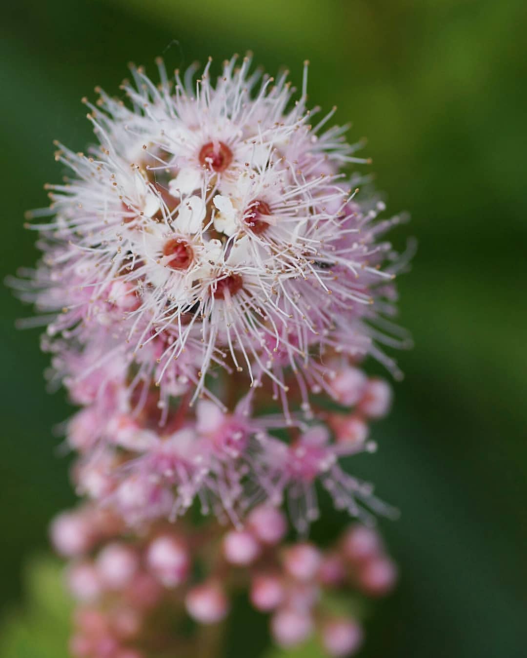 _yulya_goroshko_ в LOOKY — фото 4