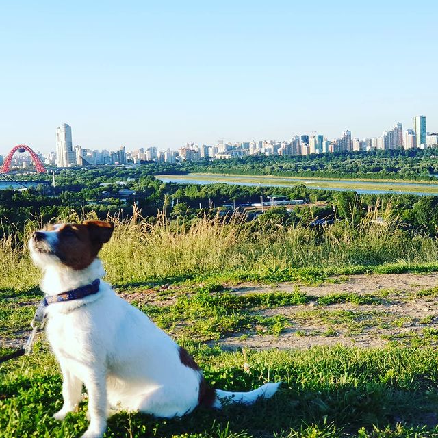 nadya141985 в LOOKY. #dog,#dogs,#toptags,#puppy,#pup,#cute,#eyes,#instagood,#dogs_of_instagram,#pet,#pets,#animal,#animals,#petstagram,#petsagram,#dogsitting,#photooftheday,#dogsofinstagram,#ilovemydog,#instagramdogs,#nature,#dogstagram,#dogoftheday,#lovedogs,#lovepuppies,#hound,#adorable,#doglover,#instapuppy,#instadog. 🐶 #dog #dogs #topta...