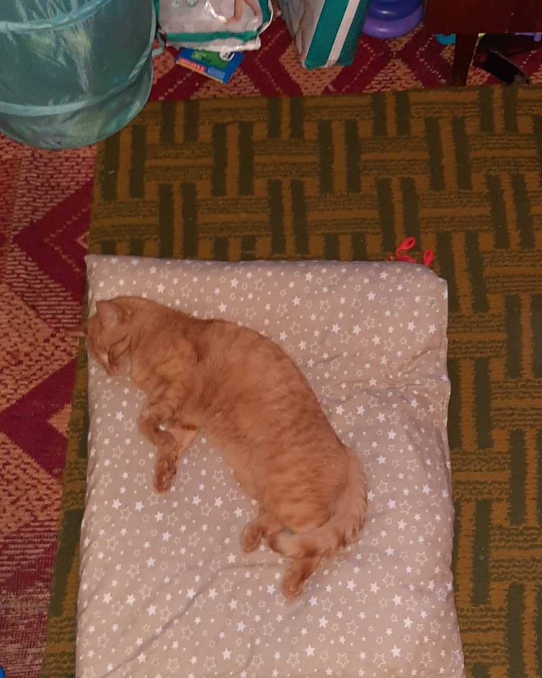love_amsterdam35 в LOOKY — Котик спить😴
