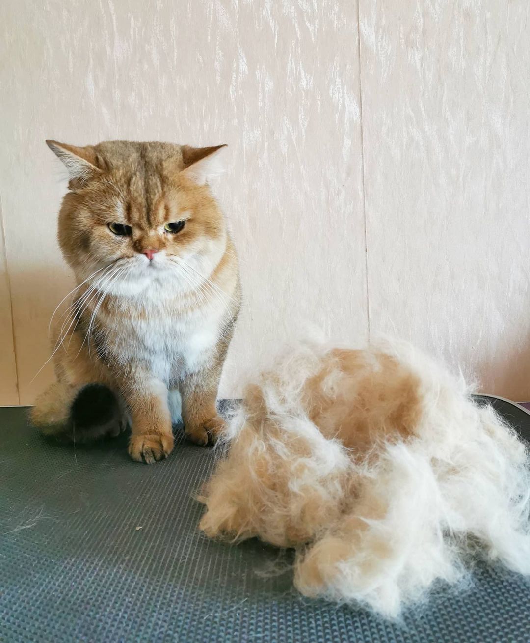 mycatgrooming в LOOKY — фото 4
