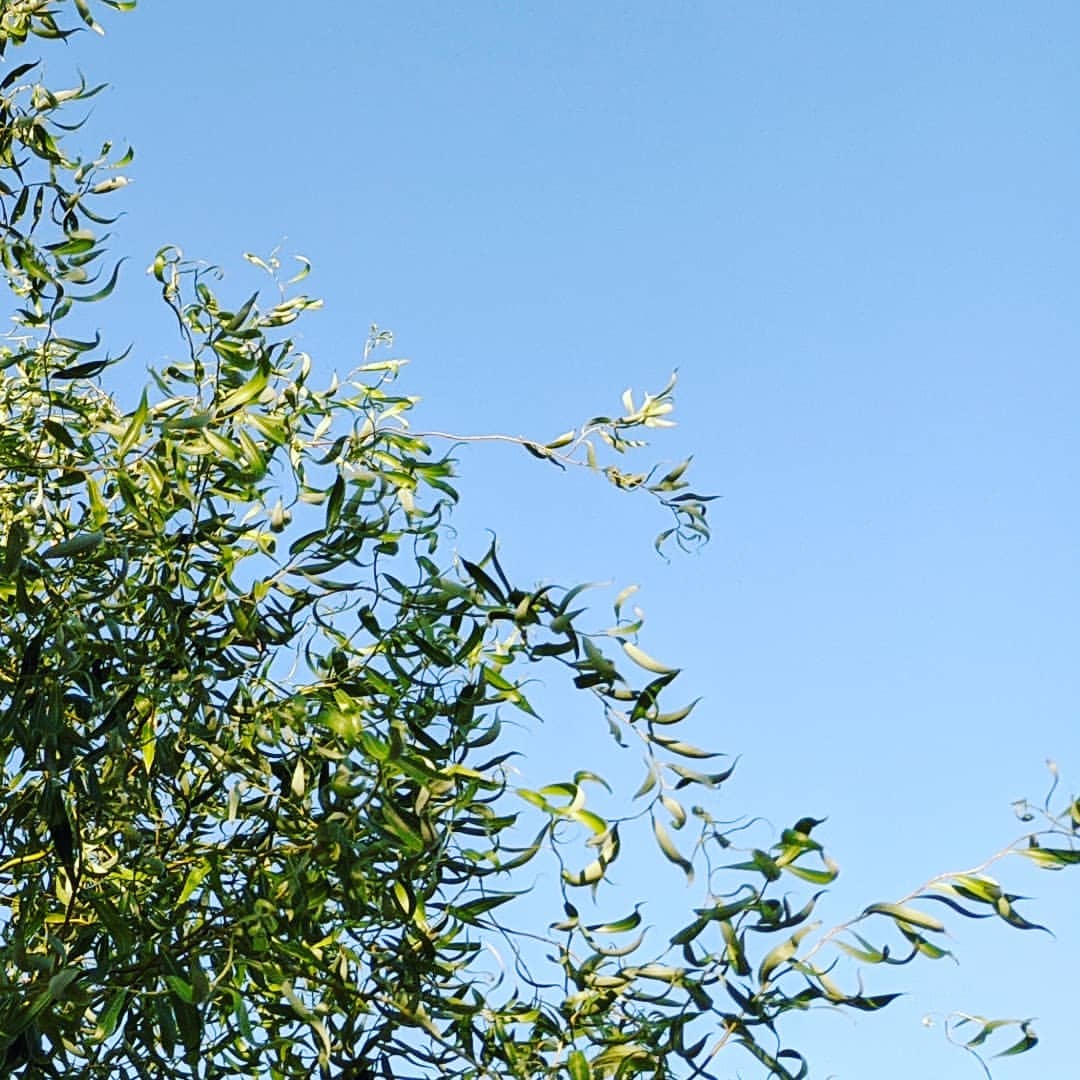 macawelli в LOOKY — #leaves