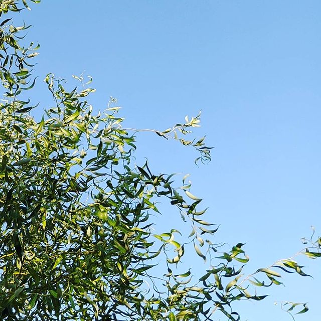 macawelli в LOOKY. #leaves. #leaves