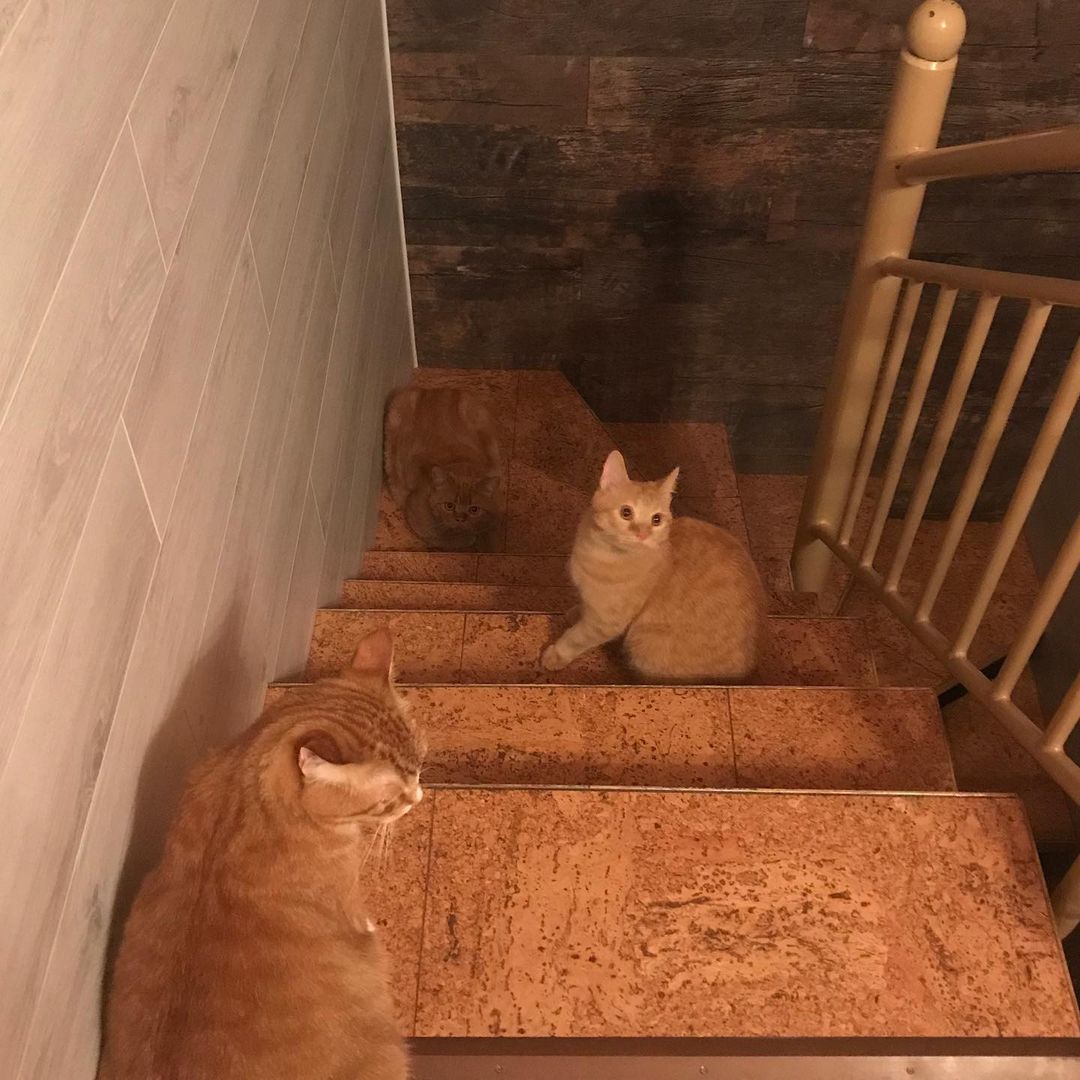 gipsophyla in LOOKY. . Трикота...