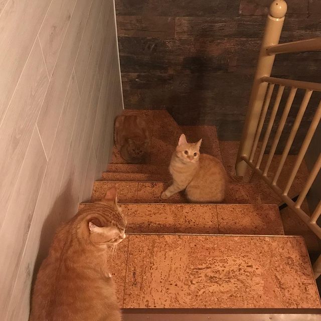 gipsophyla в LOOKY. . Трикота...
